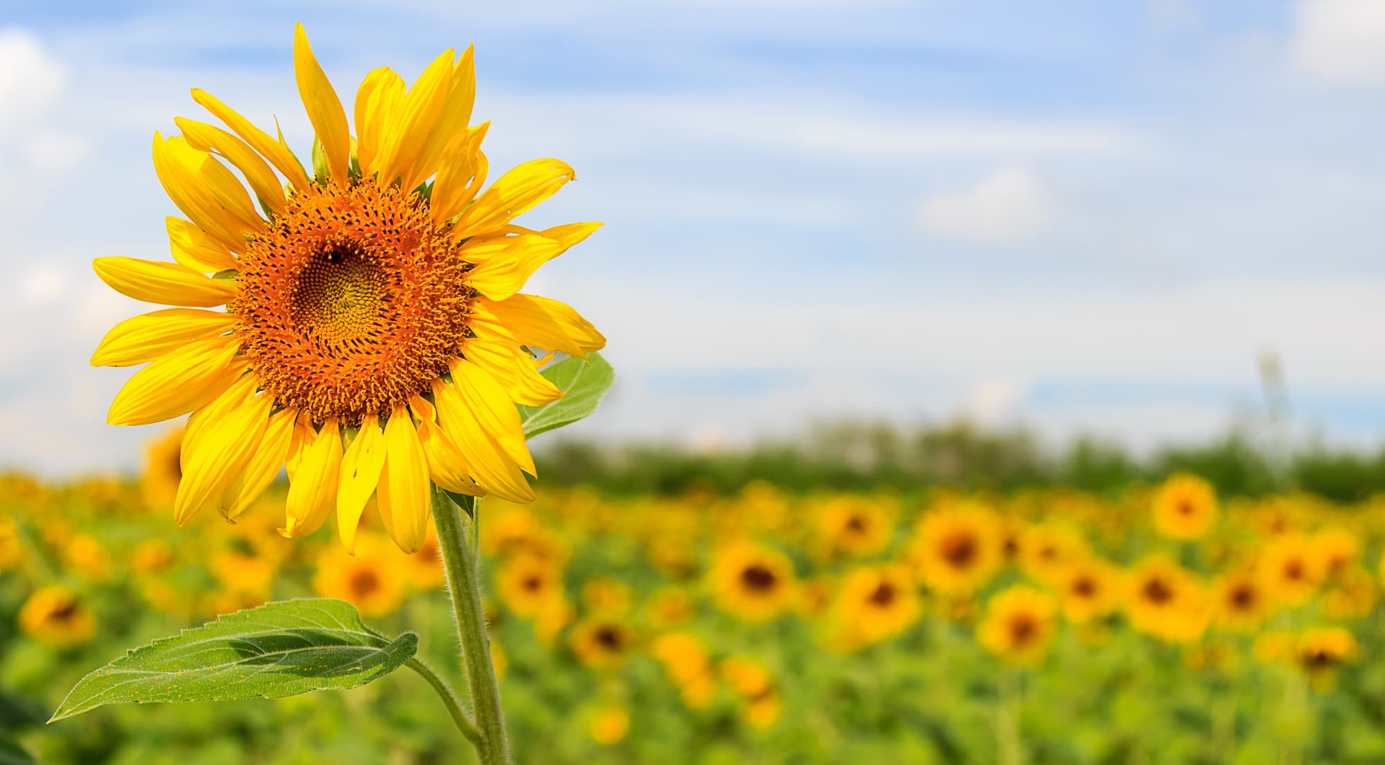 Sunflower in field
